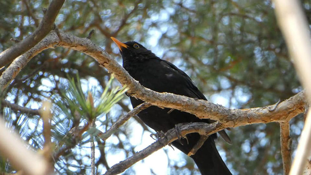 Riconoscere gli uccelli